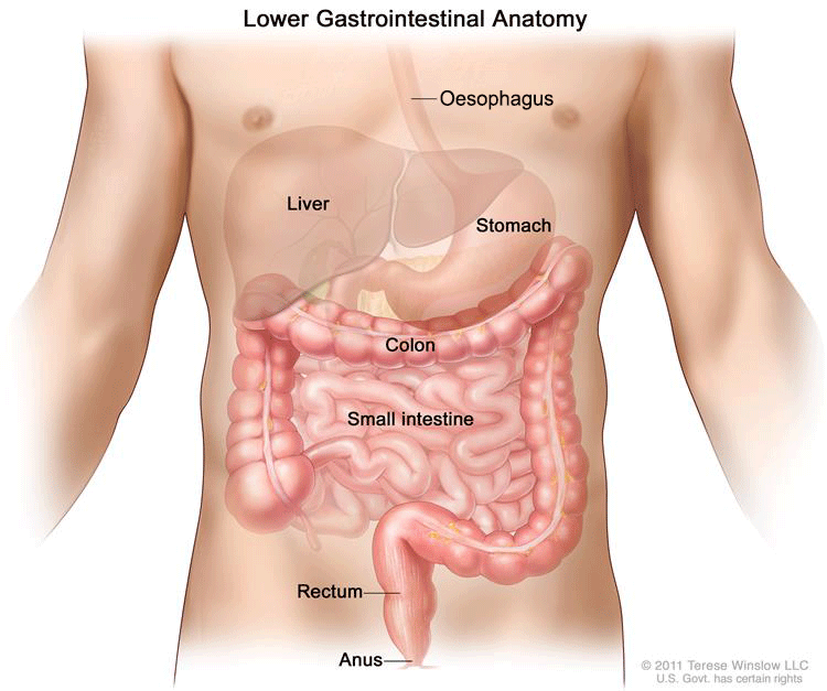 lower digestive system diagram